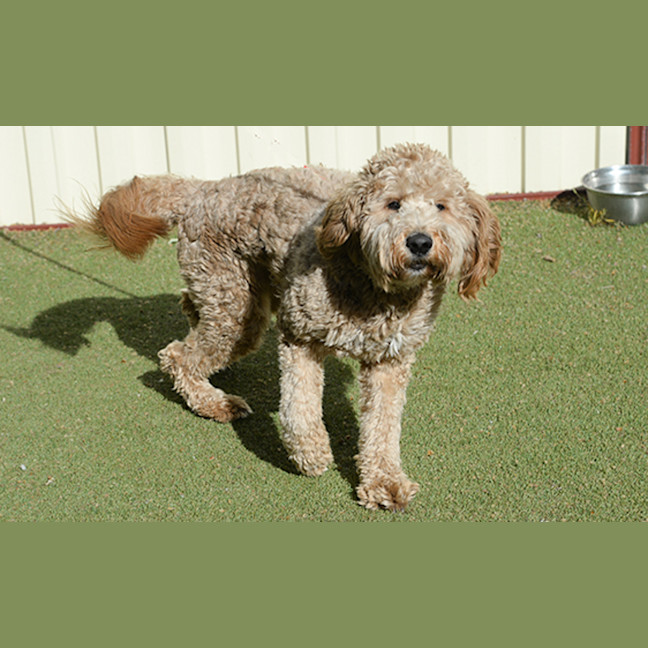 Photo of Biscuit 