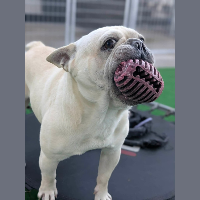 Photo of Biscuit
