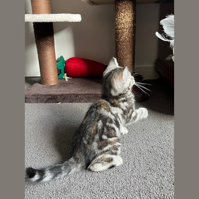 Photo of Sage