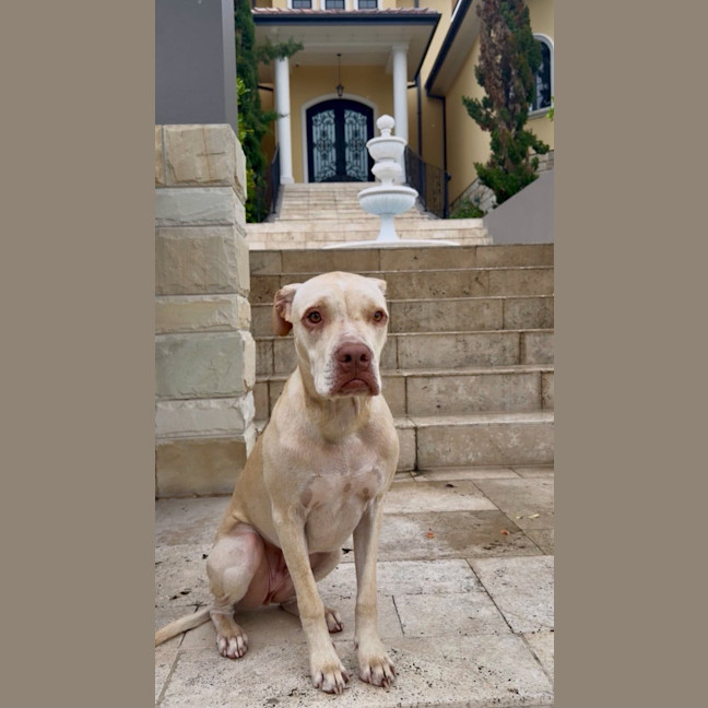 Photo of Sparrow *$250 Adoption Fee* 