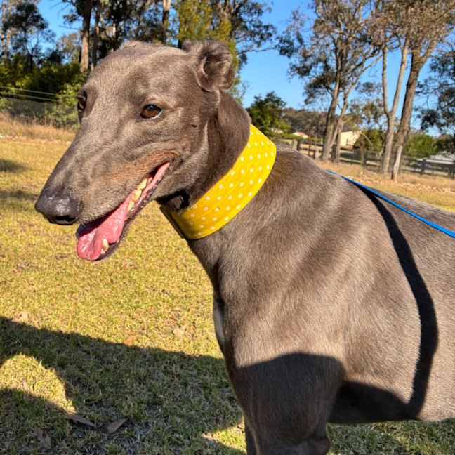 Photo of Rhino The Greyhound