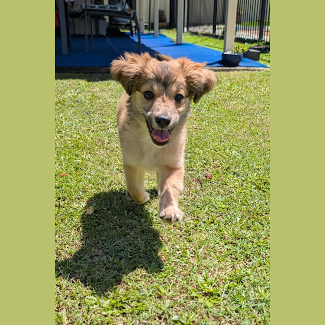 Photo of Sully