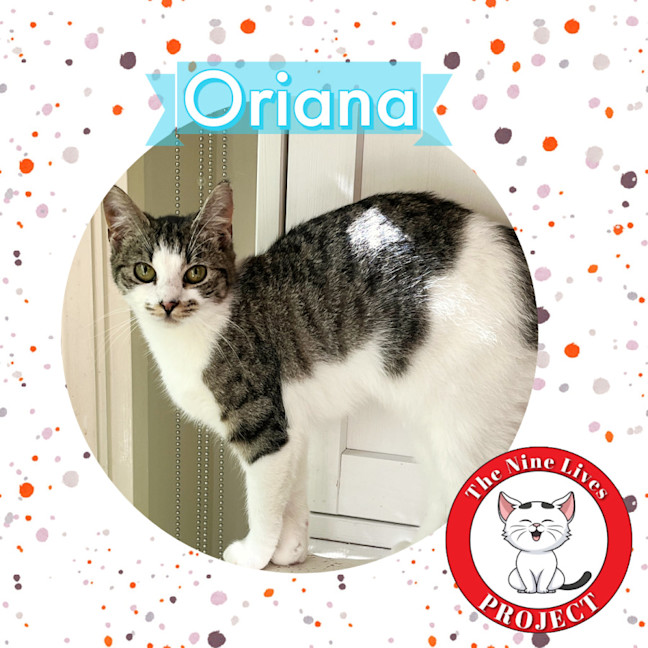 Photo of Basil & Oriana *9 Lives Project Rescue*