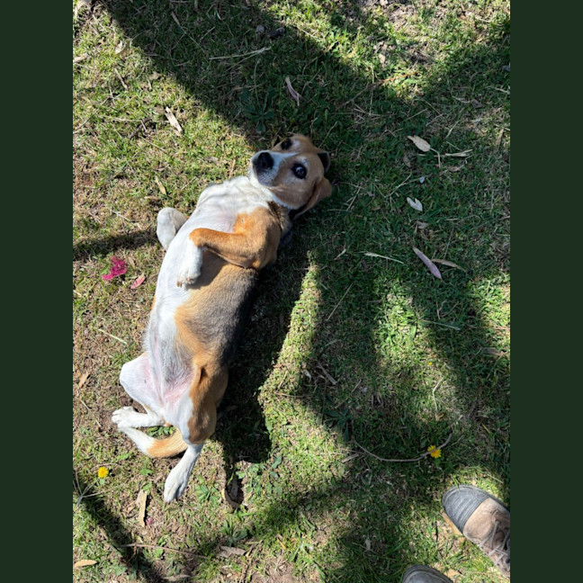 Photo of 🥓 Heidi (Hoops) 5630 🥓