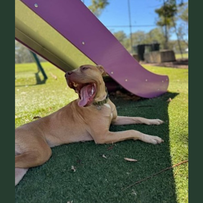 Photo of Willow