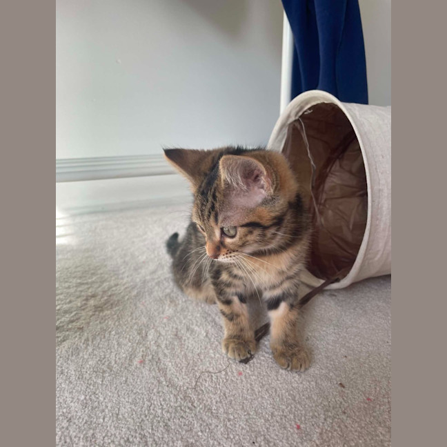 Photo of Picklebarrel Pete