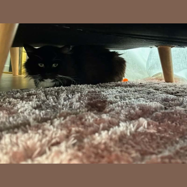 Photo of Mario *9 Lives Project Rescue*