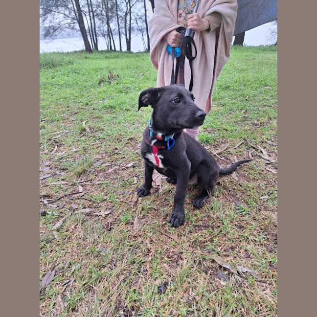Photo of Buddy   7 Month Old Kelpie X