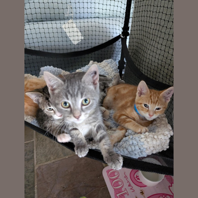 Photo of Artemis Meet Me@Petstock Carrum Downs Store