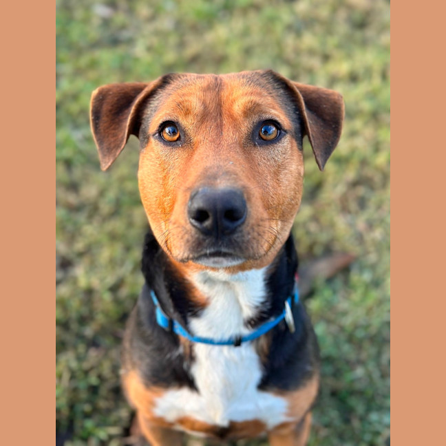 Photo of Beau