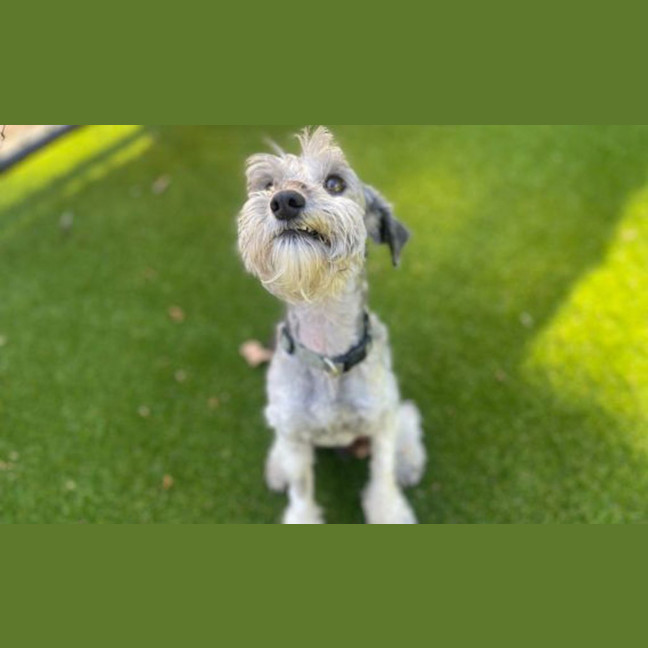 Photo of Stanley Poochi