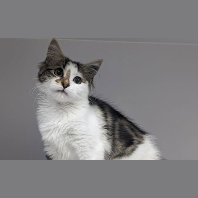 Photo of Luna