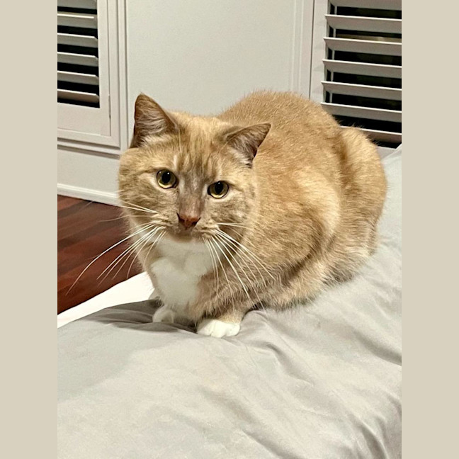 Photo of Boo