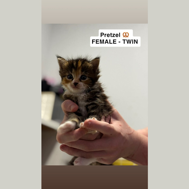 Photo of Pretzel 🥨