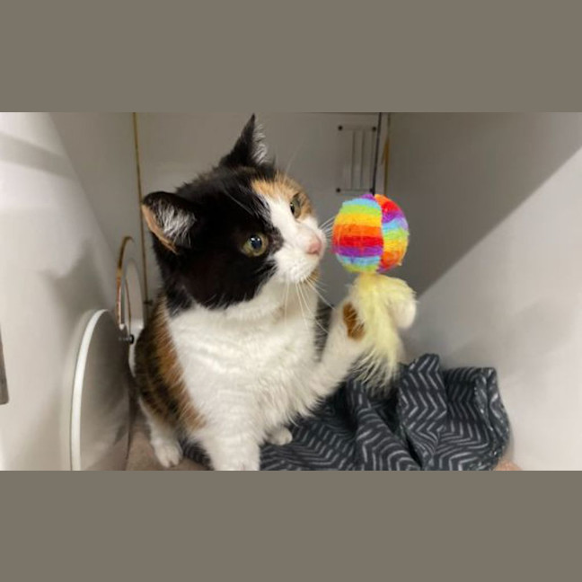 Photo of Fitz