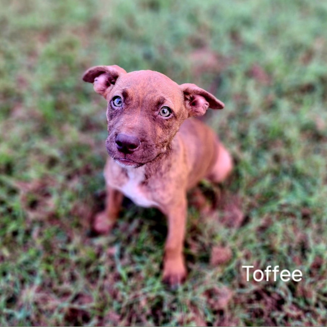 Photo of Toffee