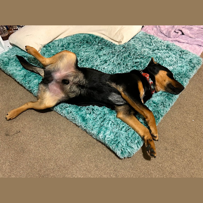 Photo of Louie