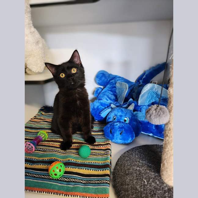 Photo of Binx (Roger)