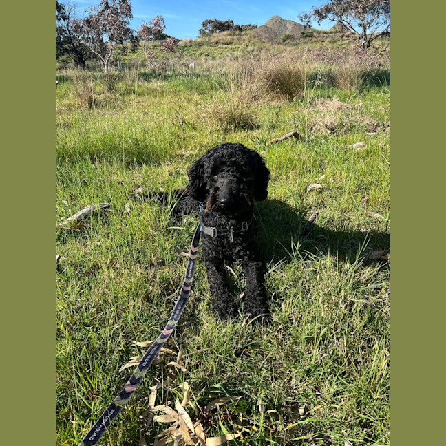 Photo of Scout