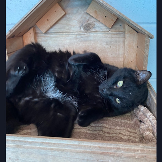 Photo of Purrcy
