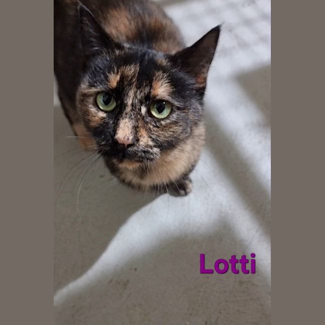 Photo of Lotti
