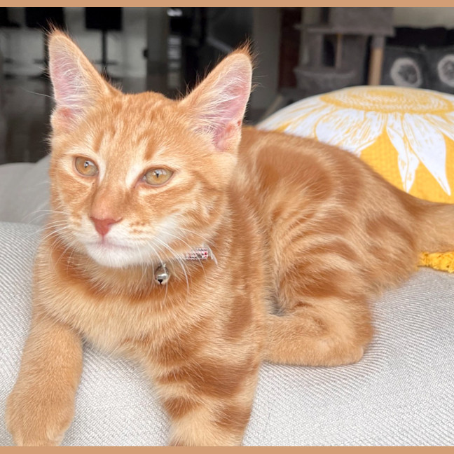 Photo of Mango Kitten