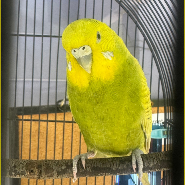Photo of Wasabi