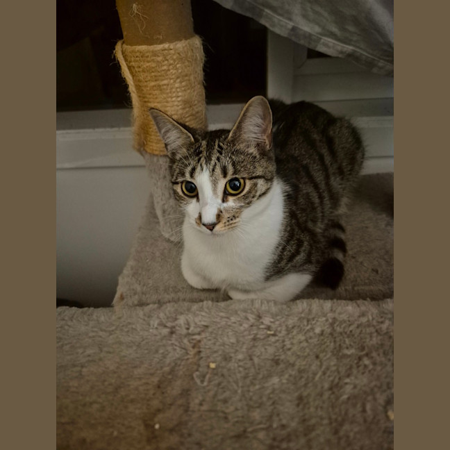 Photo of Rome **2nd Chance Cat Rescue**