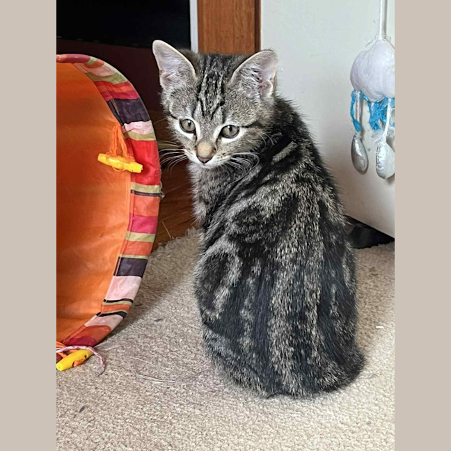 Photo of Finnigan ** 2nd Chance Cat Rescue**