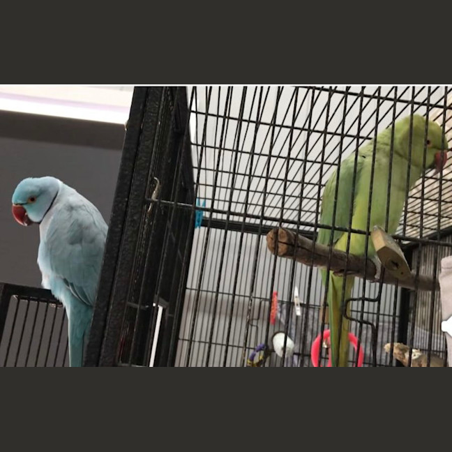 Photo of Bilbo And Fish