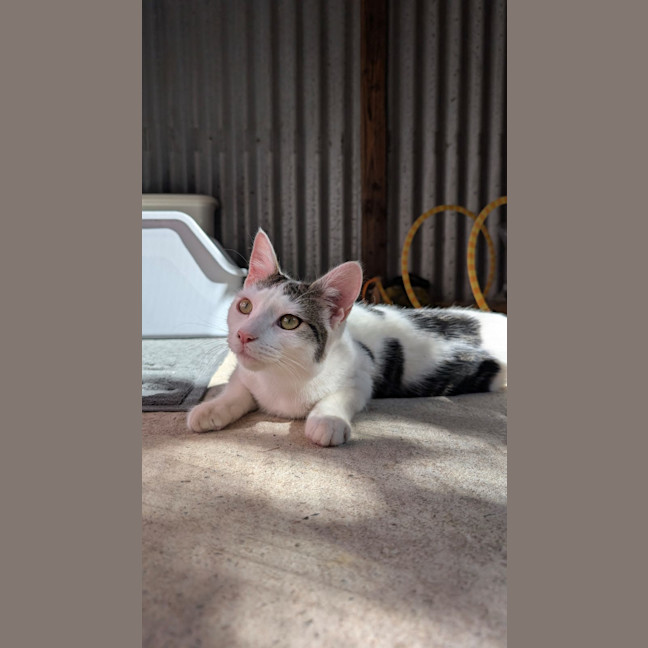 Photo of Dora