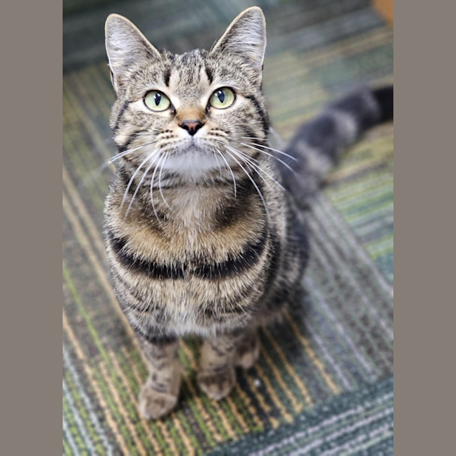 Photo of Tigger
