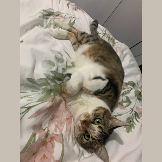 Photo of Cinnamon