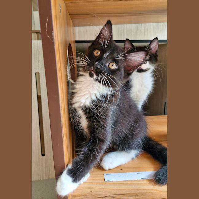 Photo of C1407 Kolton