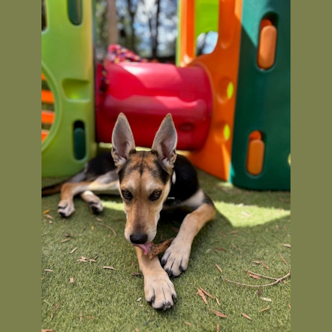 Photo of Bindi   6 Month Old Kelpie X
