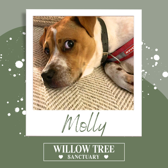 Photo of Molly