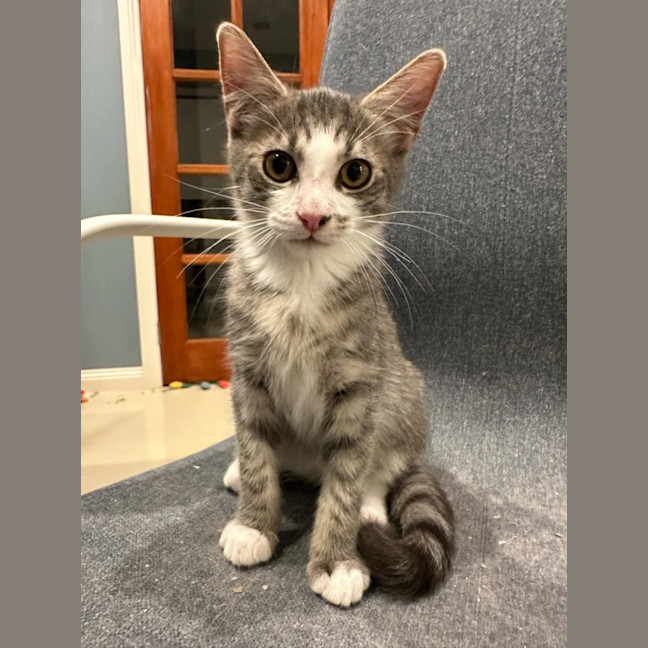 Photo of Slim Shady Meet Me@Petstock Mornington Nepean Hwy