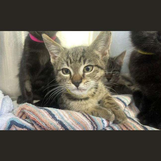 Photo of Taco