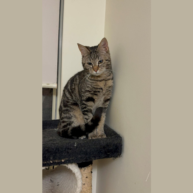 Photo of Honey