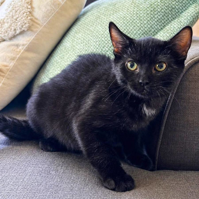 Photo of 13981   Pepper