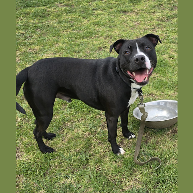 Photo of Toby (66952)