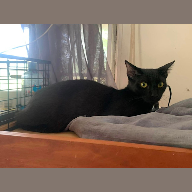 Photo of Nandi & Bagheera