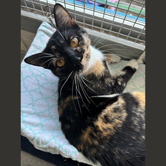 Photo of Marmalade Sunshine