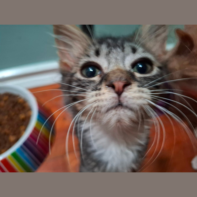 Photo of Blush ** 2nd Chance Cat Rescue **