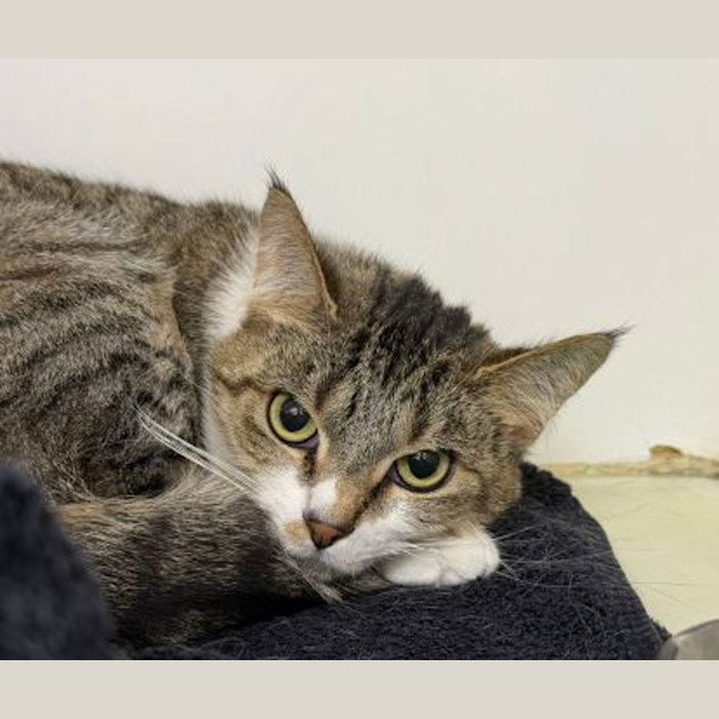 Photo of Petunia