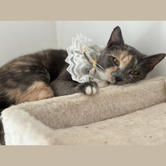 Photo of Aliera