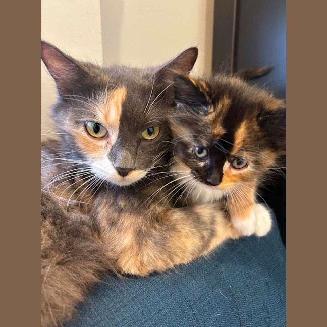 Photo of Snickers 