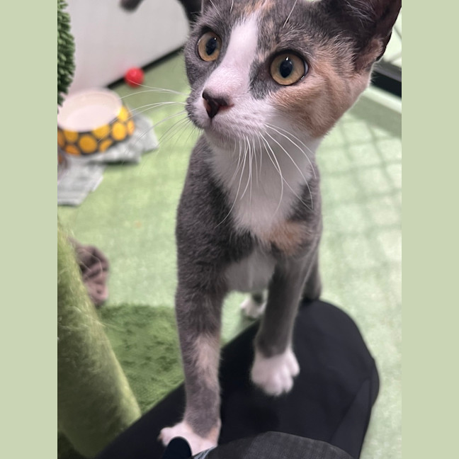 Photo of Daffodil 