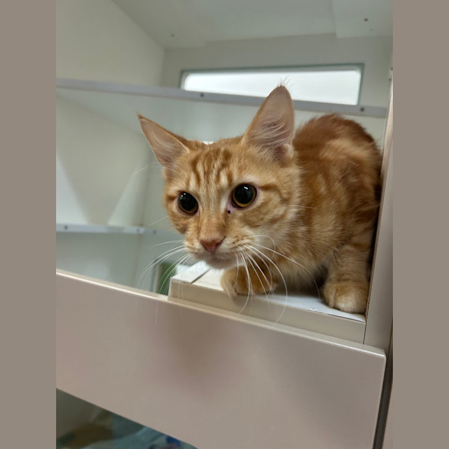 Photo of Ginger
