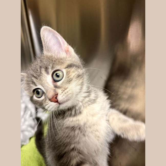 Photo of Smokey 